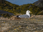 common gull