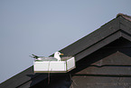 common gull