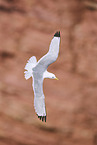 common gull