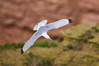 common gull