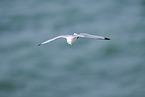 common gull