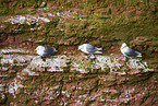 common gull