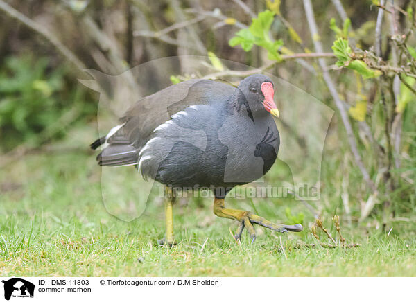 Grnfiges Teichhuhn / common morhen / DMS-11803