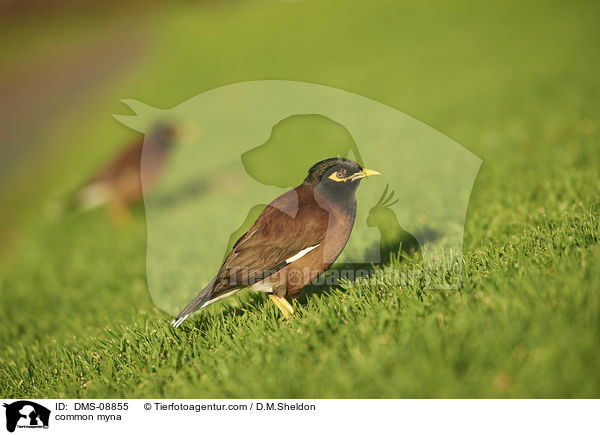 common myna / DMS-08855