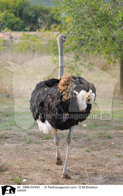 Afrikanischer Strau / DMS-04593