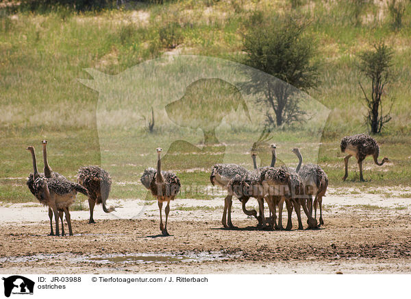 ostriches / JR-03988