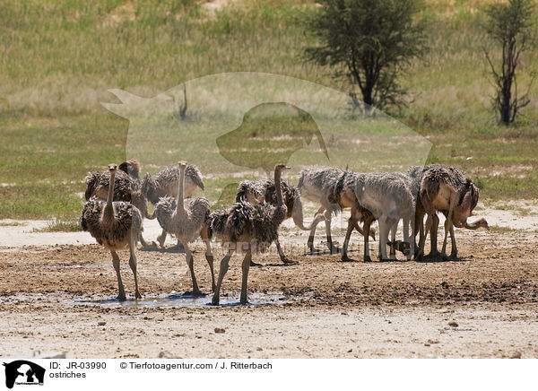 ostriches / JR-03990