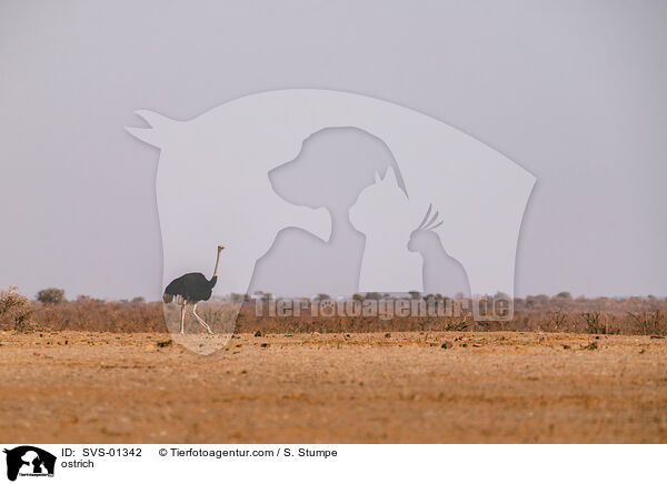 ostrich / SVS-01342