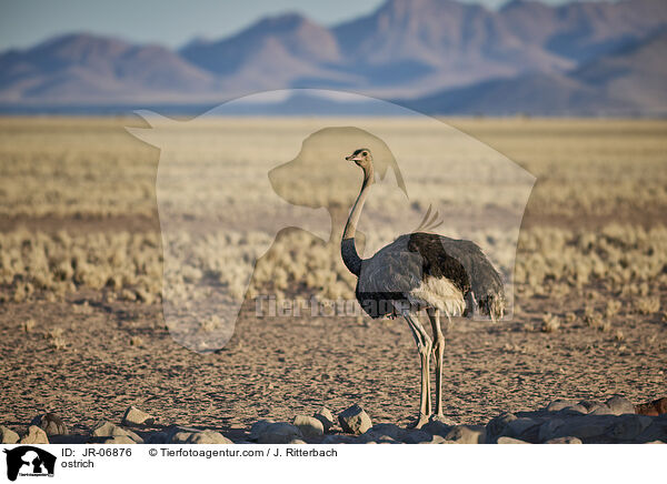 Afrikanischer Strau / ostrich / JR-06876