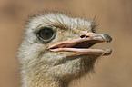 ostrich portrait