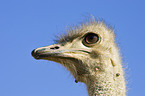 ostrich portrait