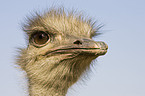 ostrich portrait