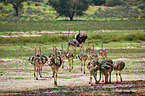 ostrich