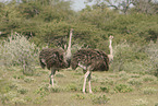 ostriches