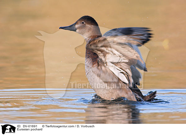 Eurasian pochard / DV-01691