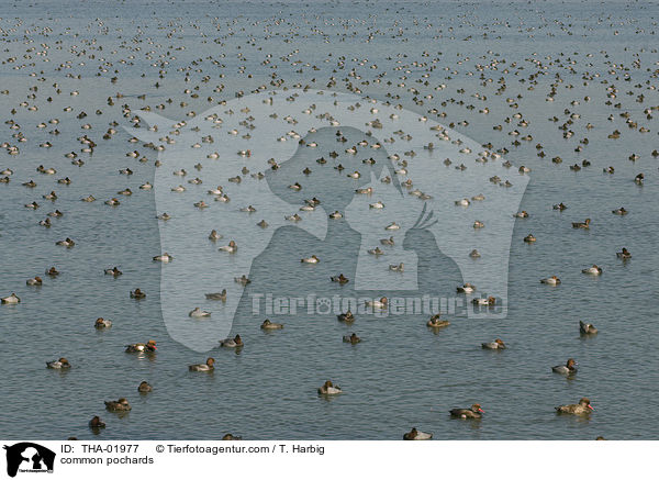 Tafelenten / common pochards / THA-01977