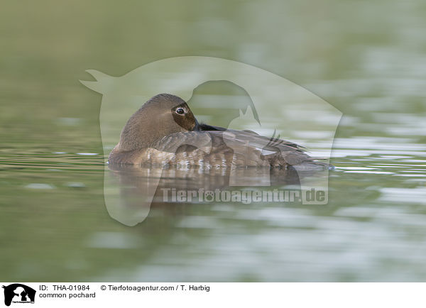 Tafelente / common pochard / THA-01984