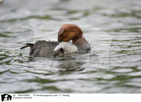 Tafelente / Eurasian pochard / THA-05892