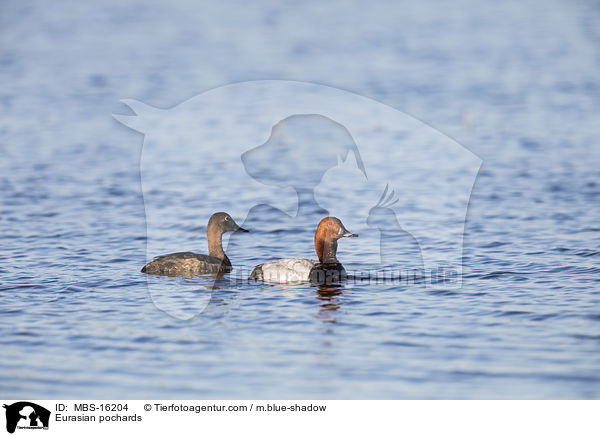 Tafelenten / Eurasian pochards / MBS-16204