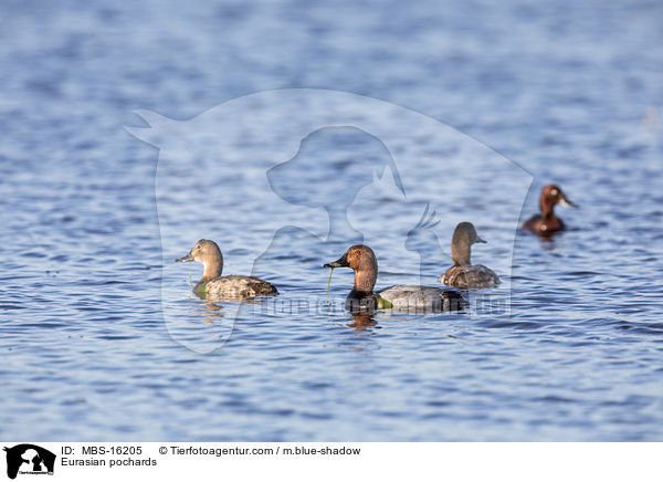 Tafelenten / Eurasian pochards / MBS-16205