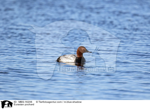 Tafelente / Eurasian pochard / MBS-16206