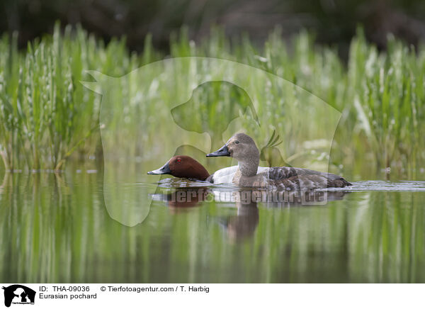 Tafelente / Eurasian pochard / THA-09036