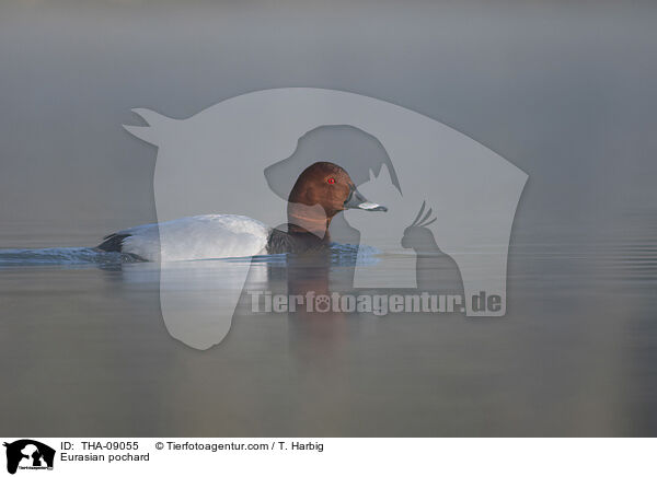 Eurasian pochard / THA-09055