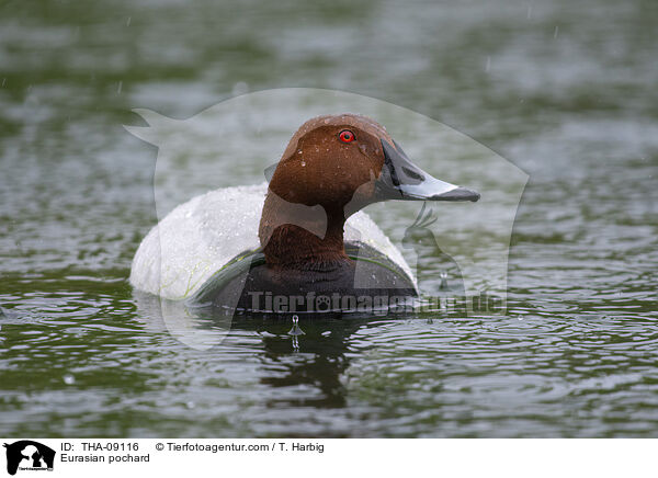 Eurasian pochard / THA-09116