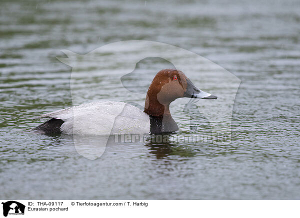 Eurasian pochard / THA-09117