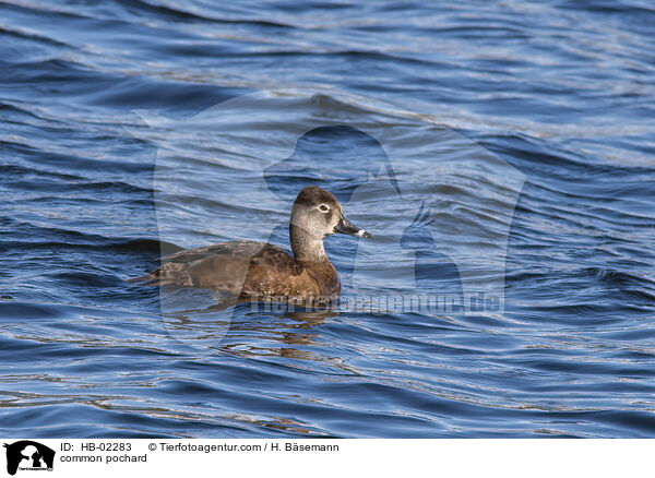 Tafelente / common pochard / HB-02283
