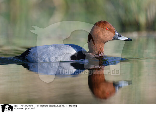 Tafelente / common pochard / THA-09579