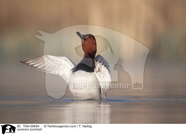 common pochard / THA-09694
