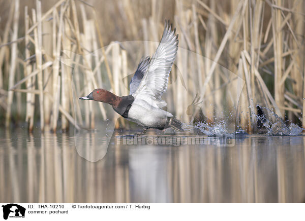 Tafelente / common pochard / THA-10210