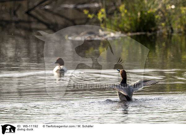 Tafelente / diving duck / WS-11192