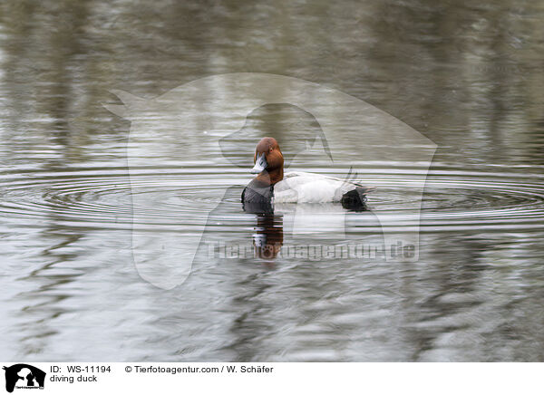 Tafelente / diving duck / WS-11194