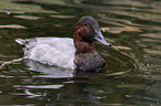 swimming Common Pochard