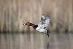 common pochard