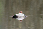diving duck