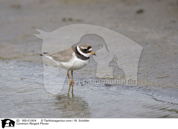 Sandregenpfeifer / Common Ringed Plover / WS-01904