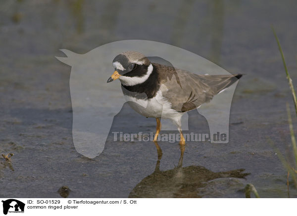 Sandregenpfeifer / common ringed plover / SO-01529