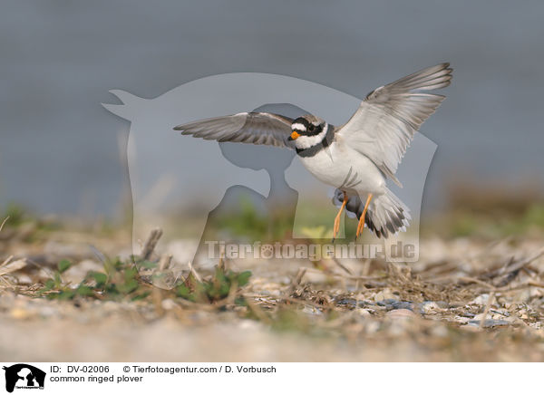 Sandregenpfeifer / common ringed plover / DV-02006