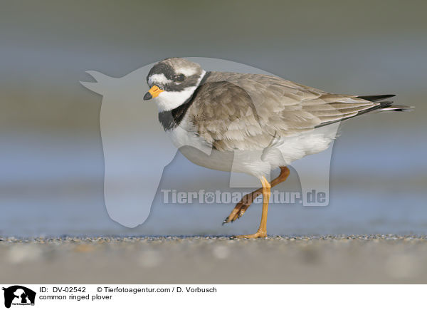common ringed plover / DV-02542