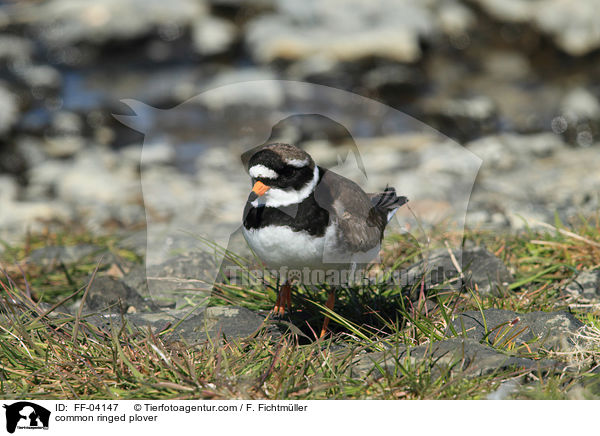 Sandregenpfeifer / common ringed plover / FF-04147