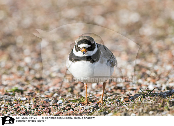 Sandregenpfeifer / common ringed plover / MBS-15428