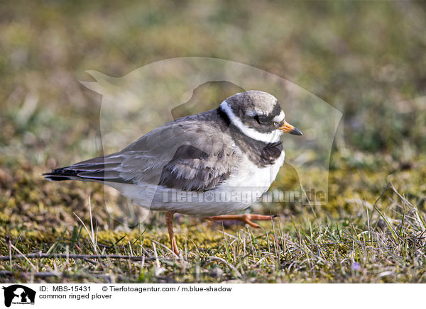 Sandregenpfeifer / common ringed plover / MBS-15431