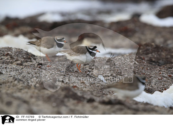Sandregenpfeifer / common ringed plover / FF-10769