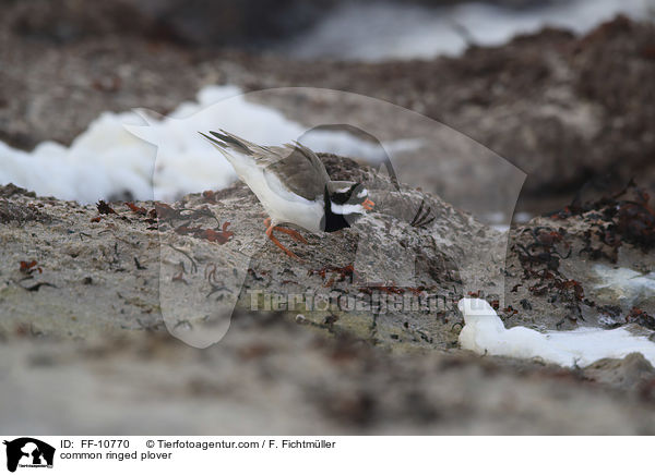 Sandregenpfeifer / common ringed plover / FF-10770