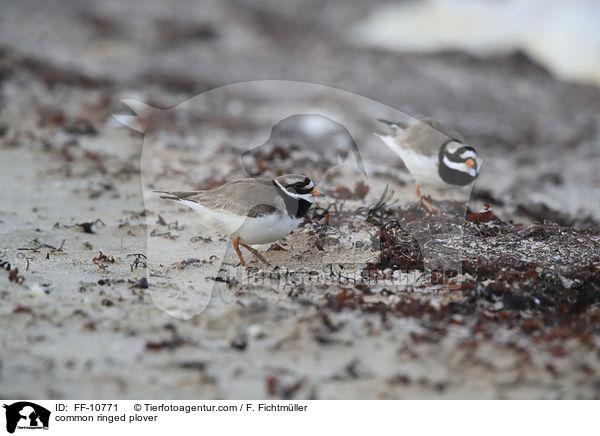 Sandregenpfeifer / common ringed plover / FF-10771