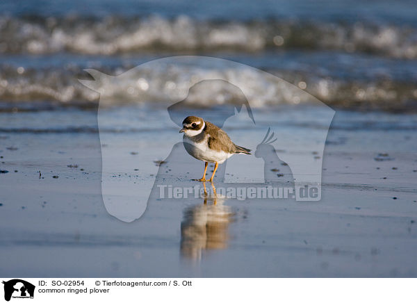 Sandregenpfeifer / common ringed plover / SO-02954