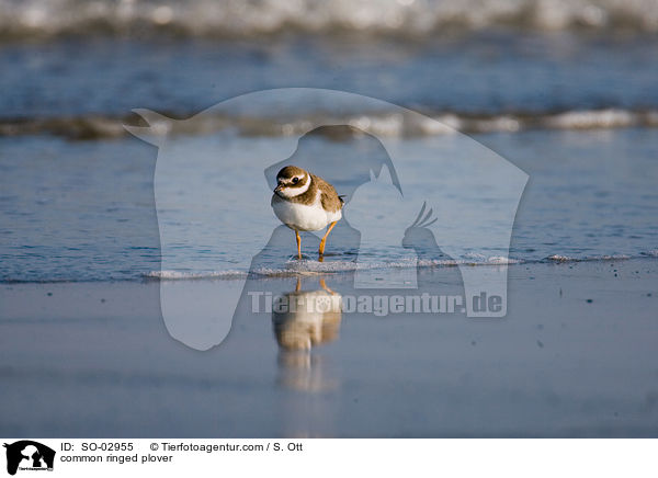 Sandregenpfeifer / common ringed plover / SO-02955